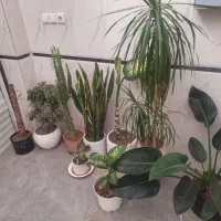 گل بزرگ|گل و گیاه طبیعی|نیشابور, ابراهیمی|دیوار