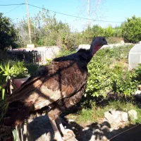 بوقلمون برنز|حیوانات مزرعه|خرم‌آباد (تنکابن), |دیوار