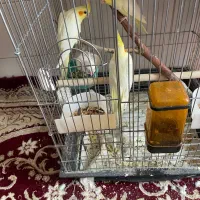 جوجه عروس هلندی ۲ماه و نیمه