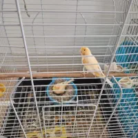 قناری مزایکی با جوجه