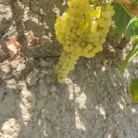 اجاره باغ انگور