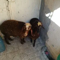 2راس بره ماده سالم سرحال جفتی 19 ملیون