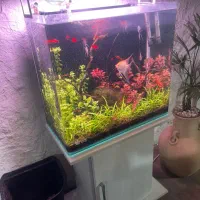 آکواریوم پلانت