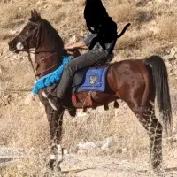 اسب نریون عرب