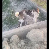 سلام یک عدد ماده معاوضه با کبوتر|سگ|گرگان, |دیوار