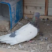 کبوتر گم شده