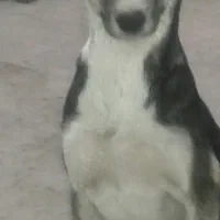 سگ ۵ ماهه واگذاری رایگان