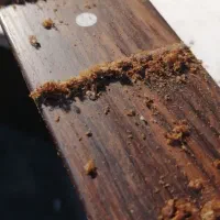 خدمات فنی در زمینه ساخت و تعمیر الات موسیقی|گیتار، بیس، امپلیفایر|تهران, سازمان آب|دیوار