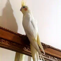 عروس هلندی