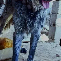 سگ قدرجونی|سگ|داران, |دیوار