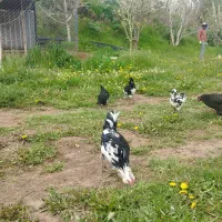 مرغ گلین لری اصل