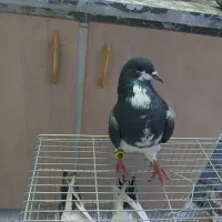 کبوتر دمگیر کاشانی  ساتن|پرنده|خمینی‌شهر, |دیوار