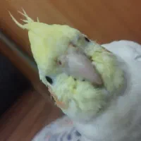 عروس هلندی گمشده