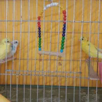 مرغ عشق همراه با قفس