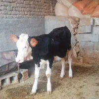 گوساله ماده سیمینتال مونت بیلیارد
