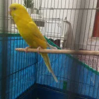 مرگ غ عشق طلایی ماده آماده