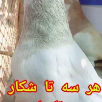 سه تا کفتر شکار روز|پرنده|گنبد کاووس, |دیوار