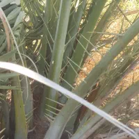 پاجوش و دمیت نخل کبکاب و قصب