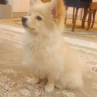 پامرانین سه ماهه ماده