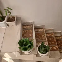 گلهای زیباوشاداب|گل و گیاه طبیعی|حمیل, |دیوار