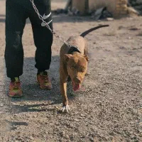 سگ پیت بول|سگ|قم, زینبیه|دیوار