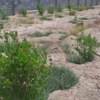 1000متر-زمین-باغی