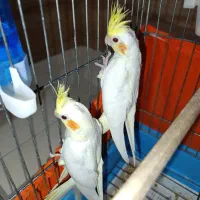 عروس هلندی لوتینو|پرنده|بندر انزلی, کلیور|دیوار