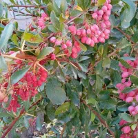 خریدار نهال زرشک ۲و۳ساله تعداد ۵۰۰۰هزار