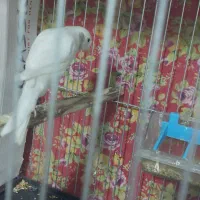 قناری نر قرص قرص