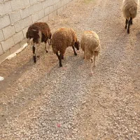 گوسفند آبستن و بره