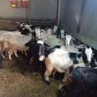 بز و بزگاله|حیوانات مزرعه|حویق, |دیوار