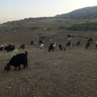 بزه|حیوانات مزرعه|مسجد سلیمان, |دیوار
