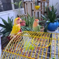 پرنده|پرنده|اصفهان, مارچین|دیوار