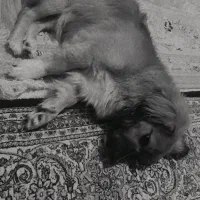 سگ خانگی گم شده|حیوانات|خوی, |دیوار