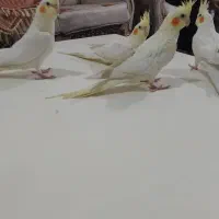 عروس هلندی لوتیتو چشم شرابی|پرنده|شهریار, شهرک بهاران (ویره)|دیوار