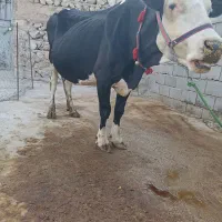 گاو سمینتال درجه یک گوشتی و شیری|حیوانات مزرعه|لردگان, |دیوار