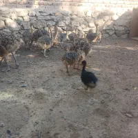 فروش جوجه شترمرغ|حیوانات مزرعه|بناب, |دیوار