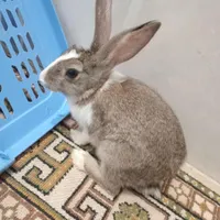 خرگوش