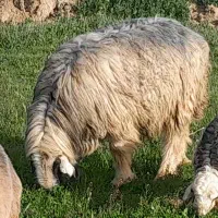 بره قوچ بختیاری لاشه دار کشیده بی نقص وزن ۱۲۰