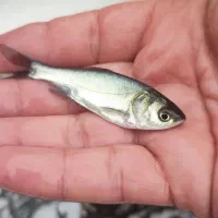 فیتوفاک سایز ۲بند شارژ شد|ماهی|تنکابن, |دیوار