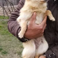 پامر روباهی ماده اماده جفتگیری ق م 8.معاوضه با مرغ