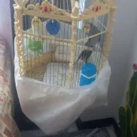 عروس هلندی نر و ماده|پرنده|تهران, جلیلی|دیوار