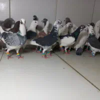 ۲۲تایی پرشی نر