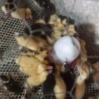 فروش جوجه اردک پکنی همراه مادر