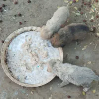 پاکوتاه‌