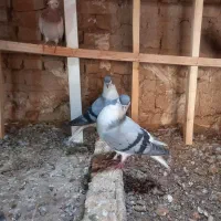 کو بدرنگ|پرنده|تاکستان, |دیوار