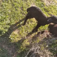 یک عدد بره ماده