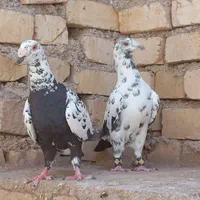کبوتر آلمانی سوسکی