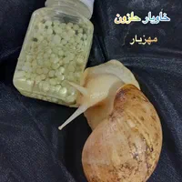 حلزون و خاویار حلزون