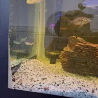 اکواریوم|ماهی|قم, شهرک فاطمیه|دیوار